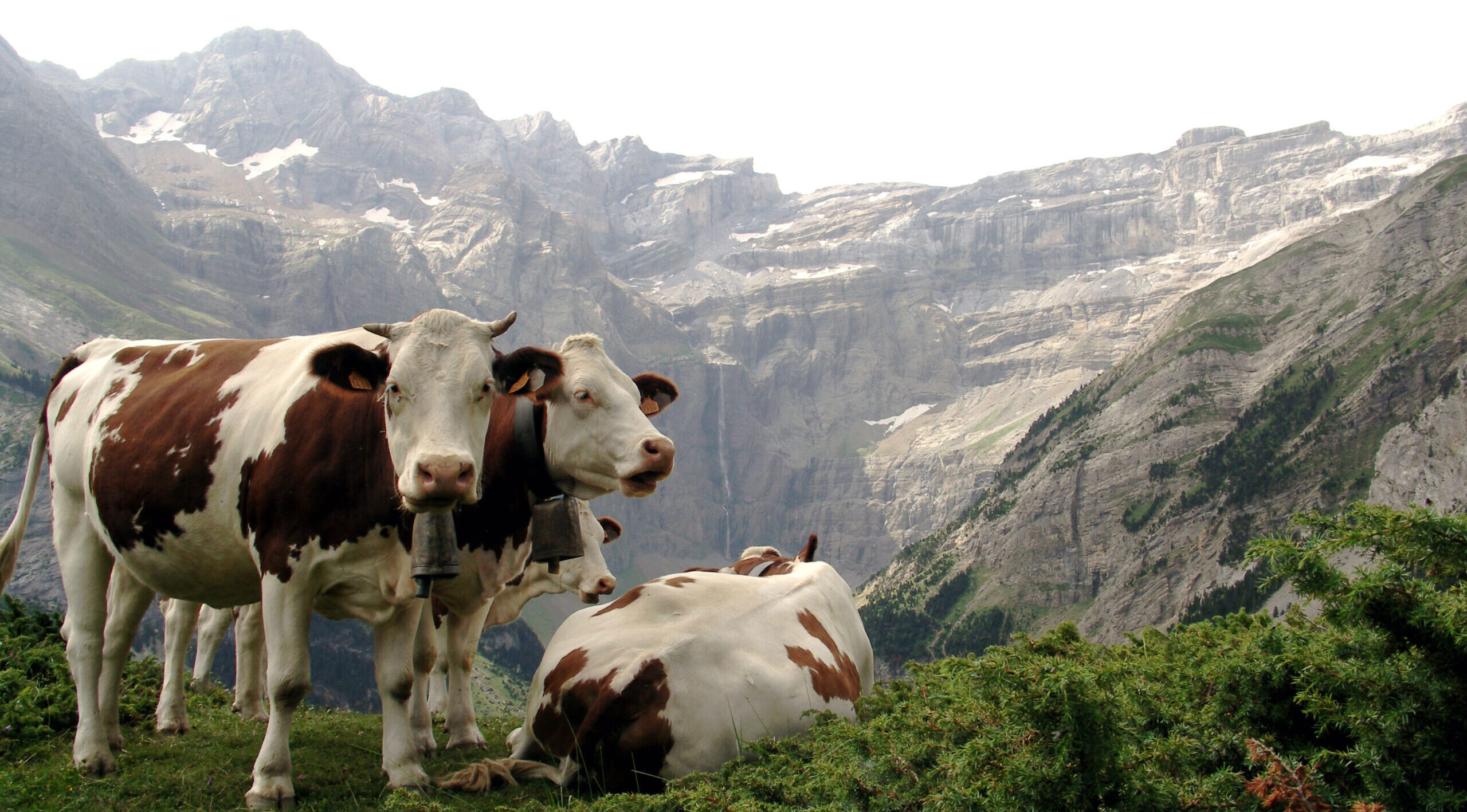Image of cows in Nature